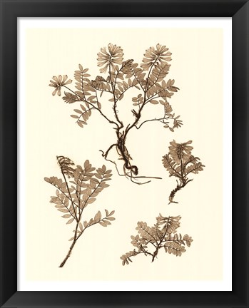 Framed Sepia Nature Study II Print