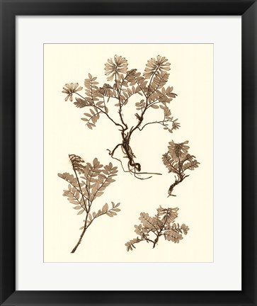 Framed Sepia Nature Study II Print