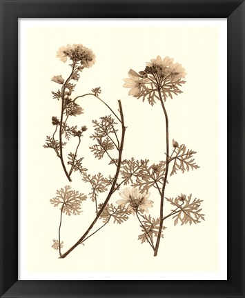 Framed Sepia Nature Study IV Print