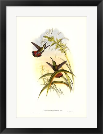 Framed Hummingbird I Print