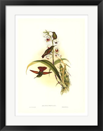 Framed Hummingbird II Print