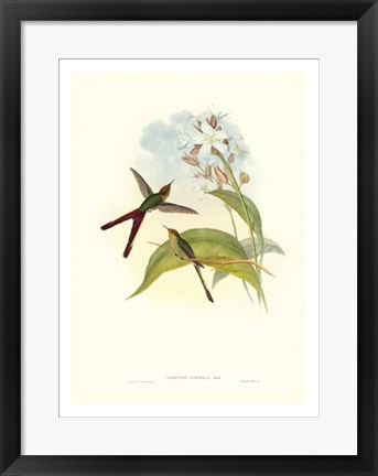 Framed Hummingbird III Print