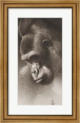 Framed Silver Back, The Gorilla Print