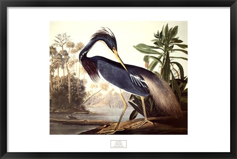 Framed Louisiana Heron Print