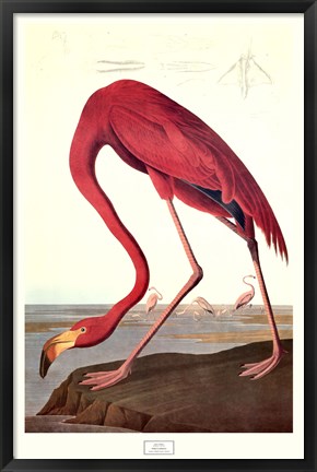 Framed Pink Flamingo Print