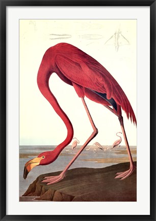 Framed Pink Flamingo Print