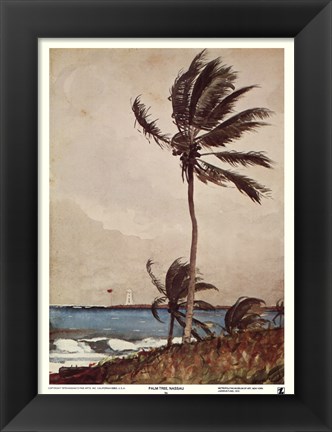 Framed Palm Tree, Nassau Print