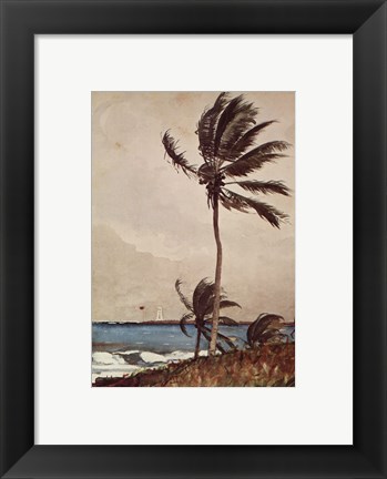 Framed Palm Tree, Nassau Print