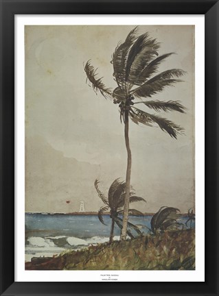 Framed Palm Tree, Nassau Print