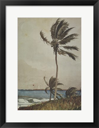 Framed Palm Tree, Nassau Print