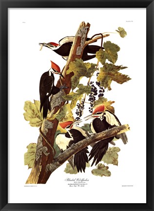 Framed Pileated Woodpecker Print