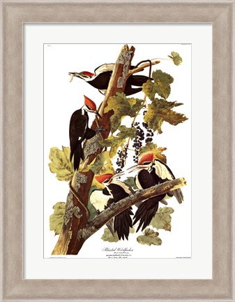 Framed Pileated Woodpecker Print