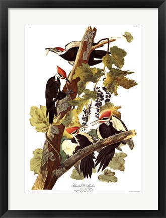 Framed Pileated Woodpecker Print