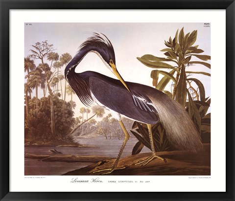 Framed Louisiana Heron Print