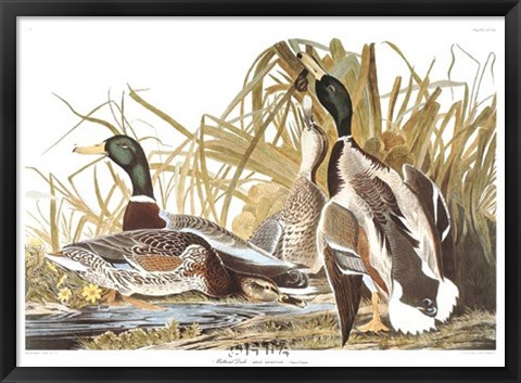 Framed Mallard Duck Print