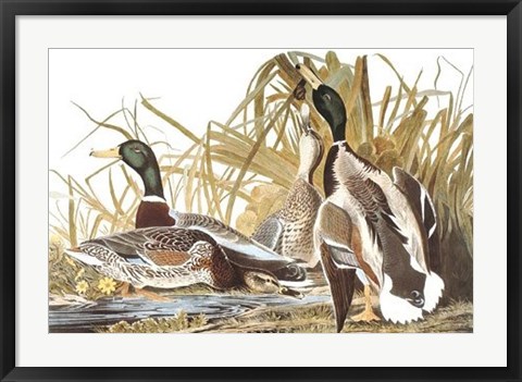 Framed Mallard Duck Print