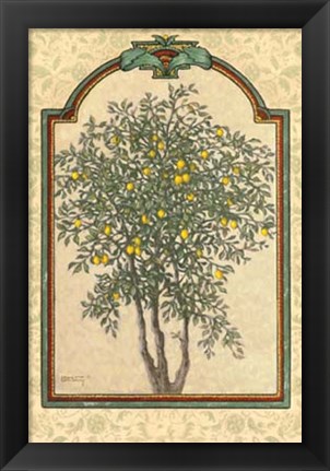 Framed Classical Lemon Print