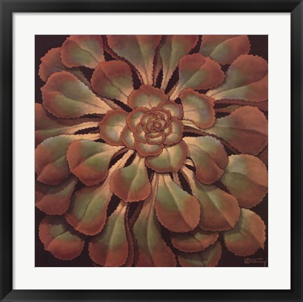 Framed Succulent II Print