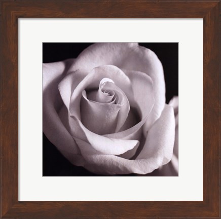 Framed Open Rose Print