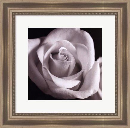 Framed Open Rose Print