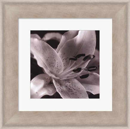 Framed Speckled Lily Print