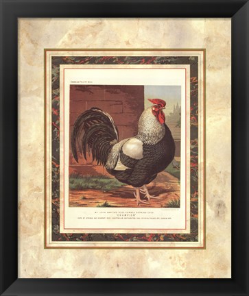 Framed Rose-Combed Dorking Cock Print