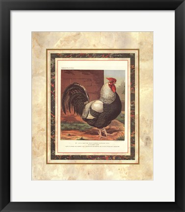 Framed Rose-Combed Dorking Cock Print