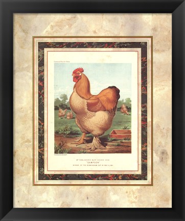 Framed Buff. Cochin Cock Print