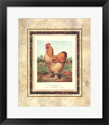 Framed Buff. Cochin Cock Print