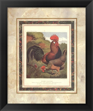 Framed Brown Leg Horn Print