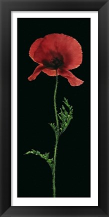 Framed Poppy Print