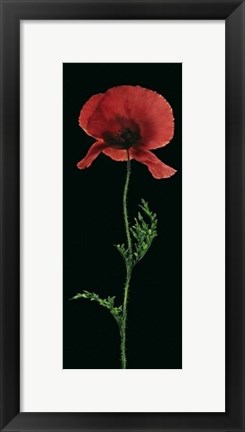 Framed Poppy Print