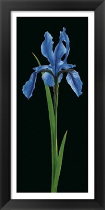 Framed Iris Print