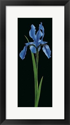 Framed Iris Print