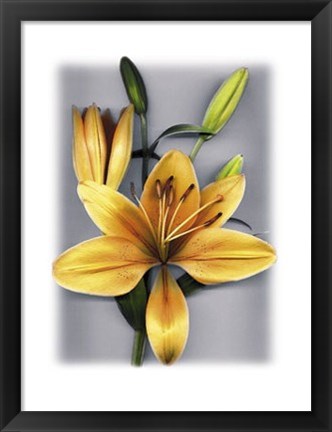 Framed Yellow Lily Print