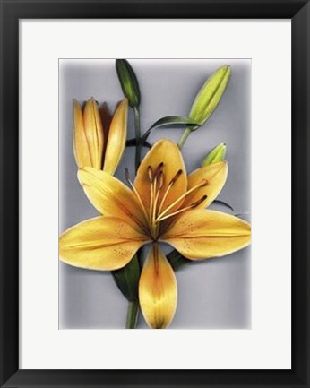 Framed Yellow Lily Print