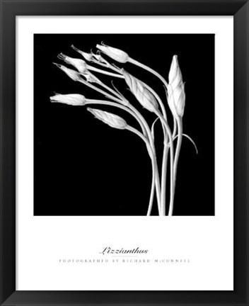 Framed Lizzianthus Print