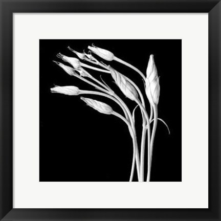 Framed Lizzianthus Print