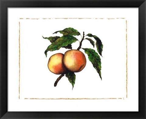 Framed Moorpark Apricot Print