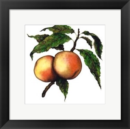 Framed Moorpark Apricot Print