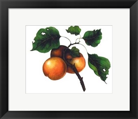 Framed Goldmine Nectarine Print