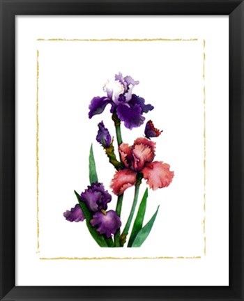 Framed Irises of Spring II Print