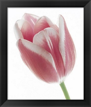 Framed Tulip in Bloom Print