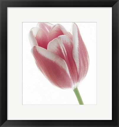 Framed Tulip in Bloom Print