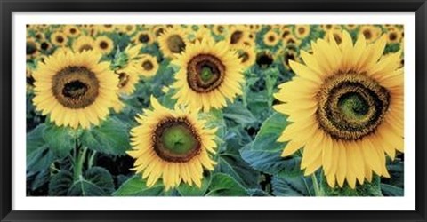 Framed Sunflowers Print