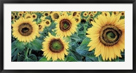 Framed Sunflowers Print