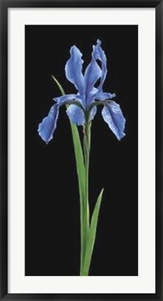 Framed Iris Print