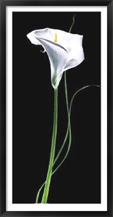 Framed Calla Lily Print