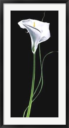 Framed Calla Lily Print