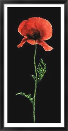 Framed Poppy Print